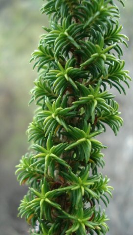 Erica coccinea subsp. coccinea short side-shoots